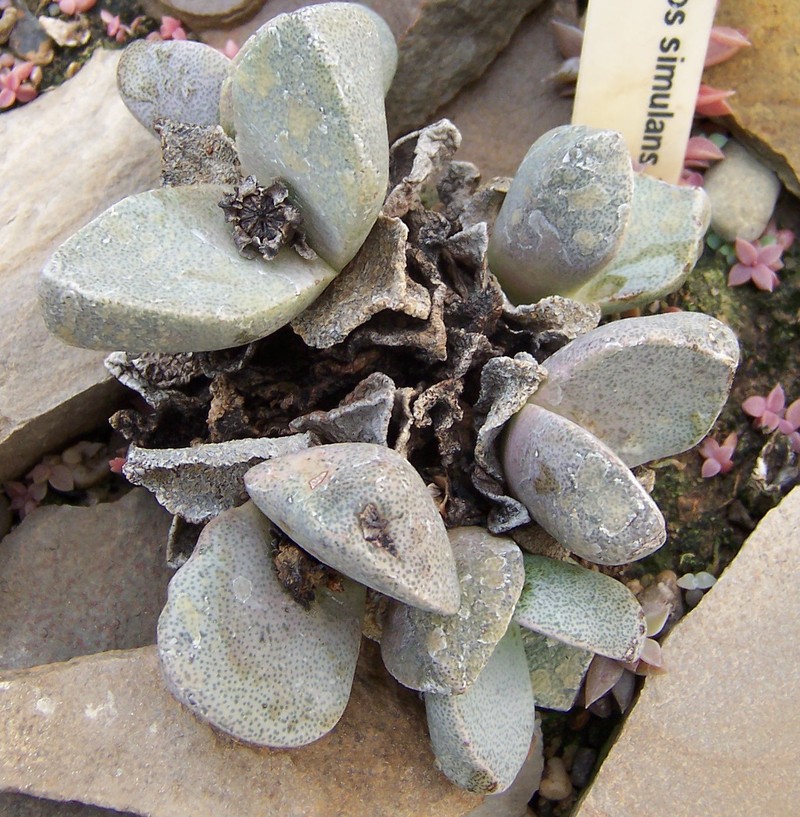 Pleiospilos simulans