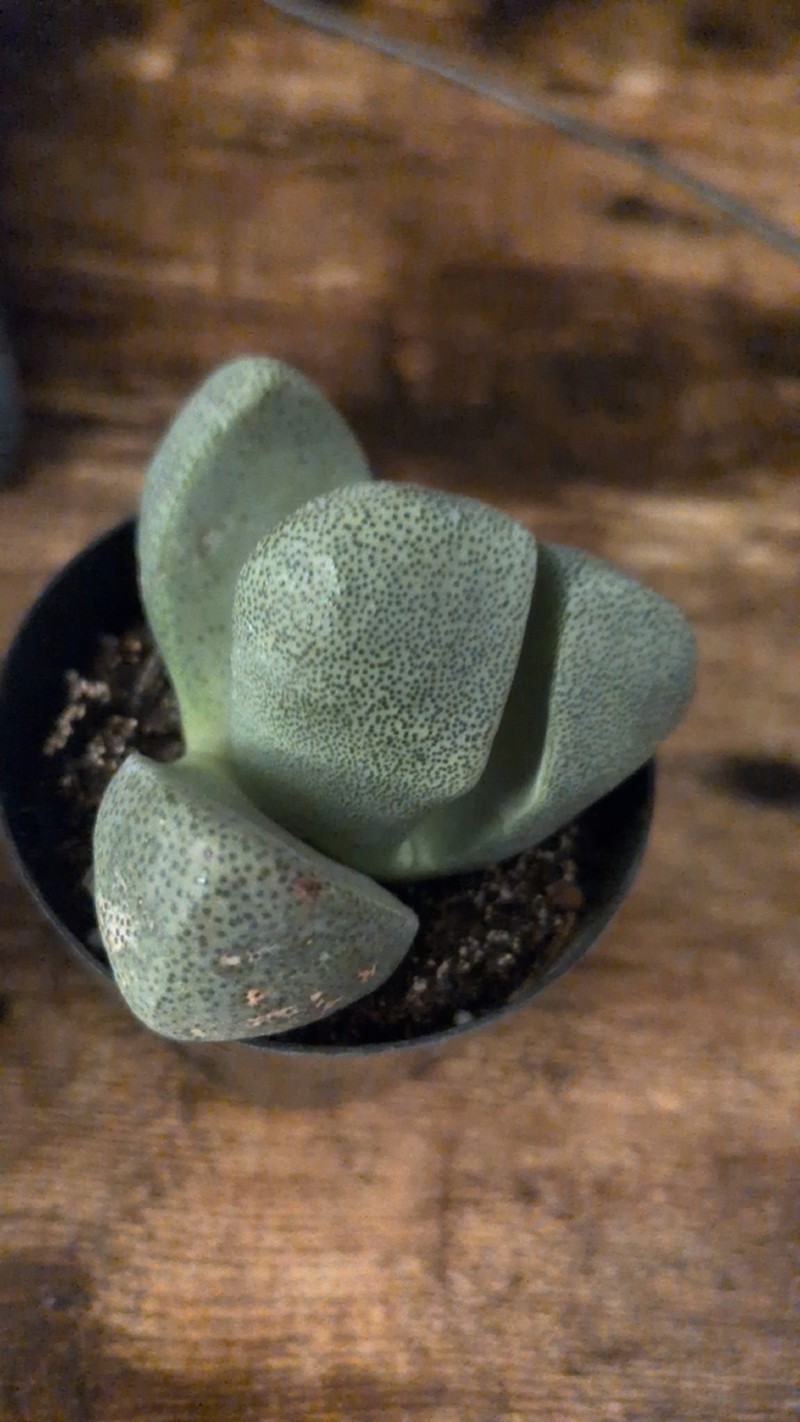 Pleiospilos simulans photo 2