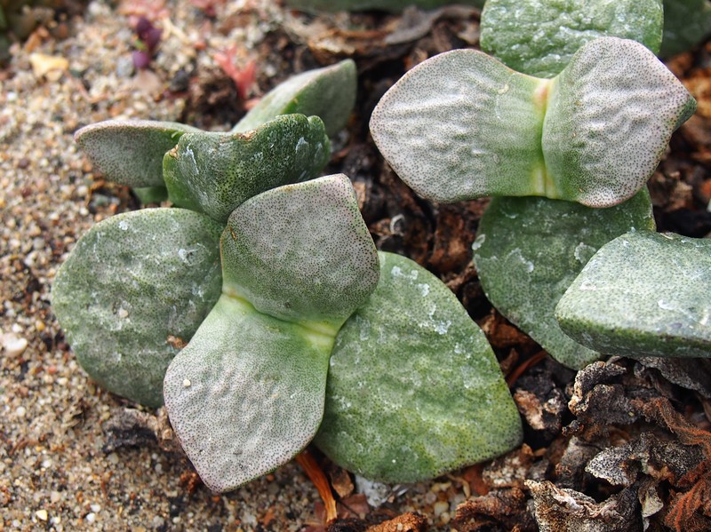 Pleiospilos simulans photo 5
