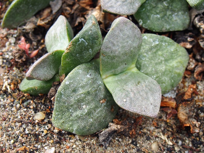 Pleiospilos simulans photo 6