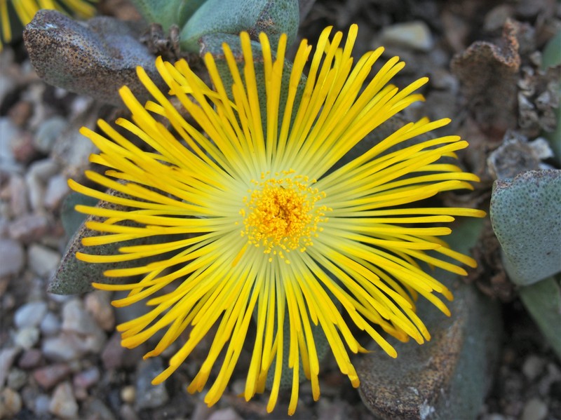 Pleiospilos simulans photo 7
