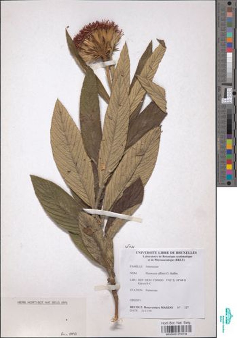 Pleiotaxis affinis