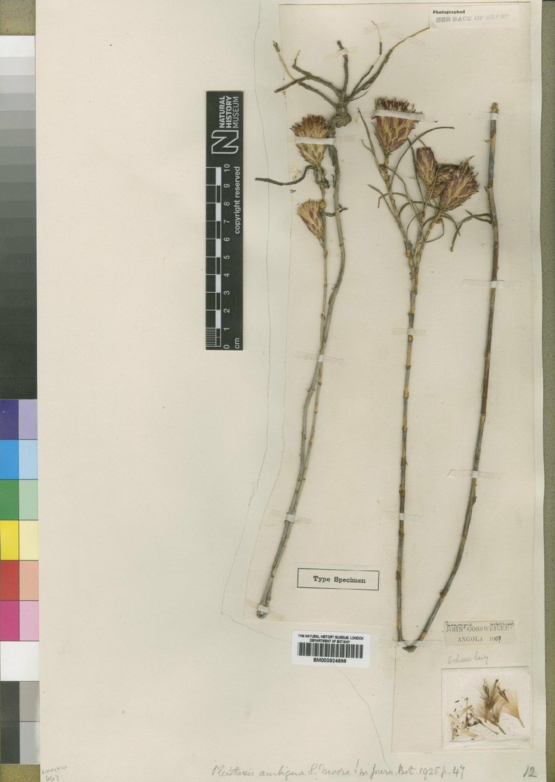 Pleiotaxis ambigua