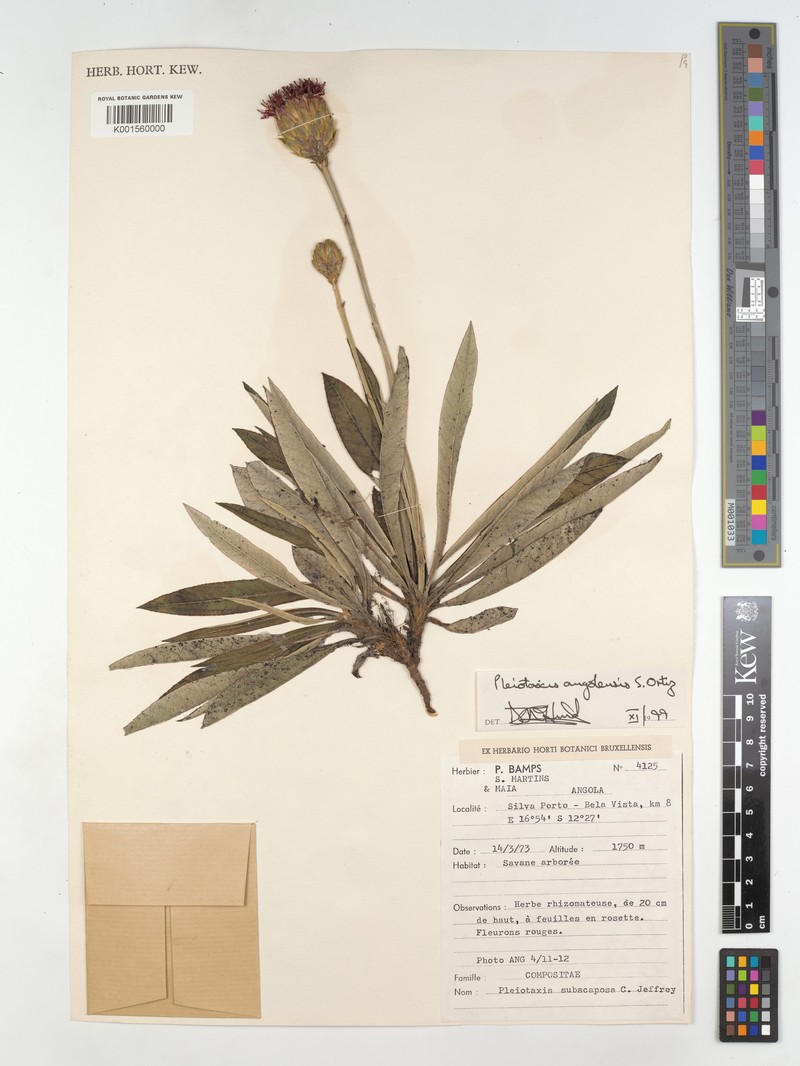 Pleiotaxis angolensis photo 2
