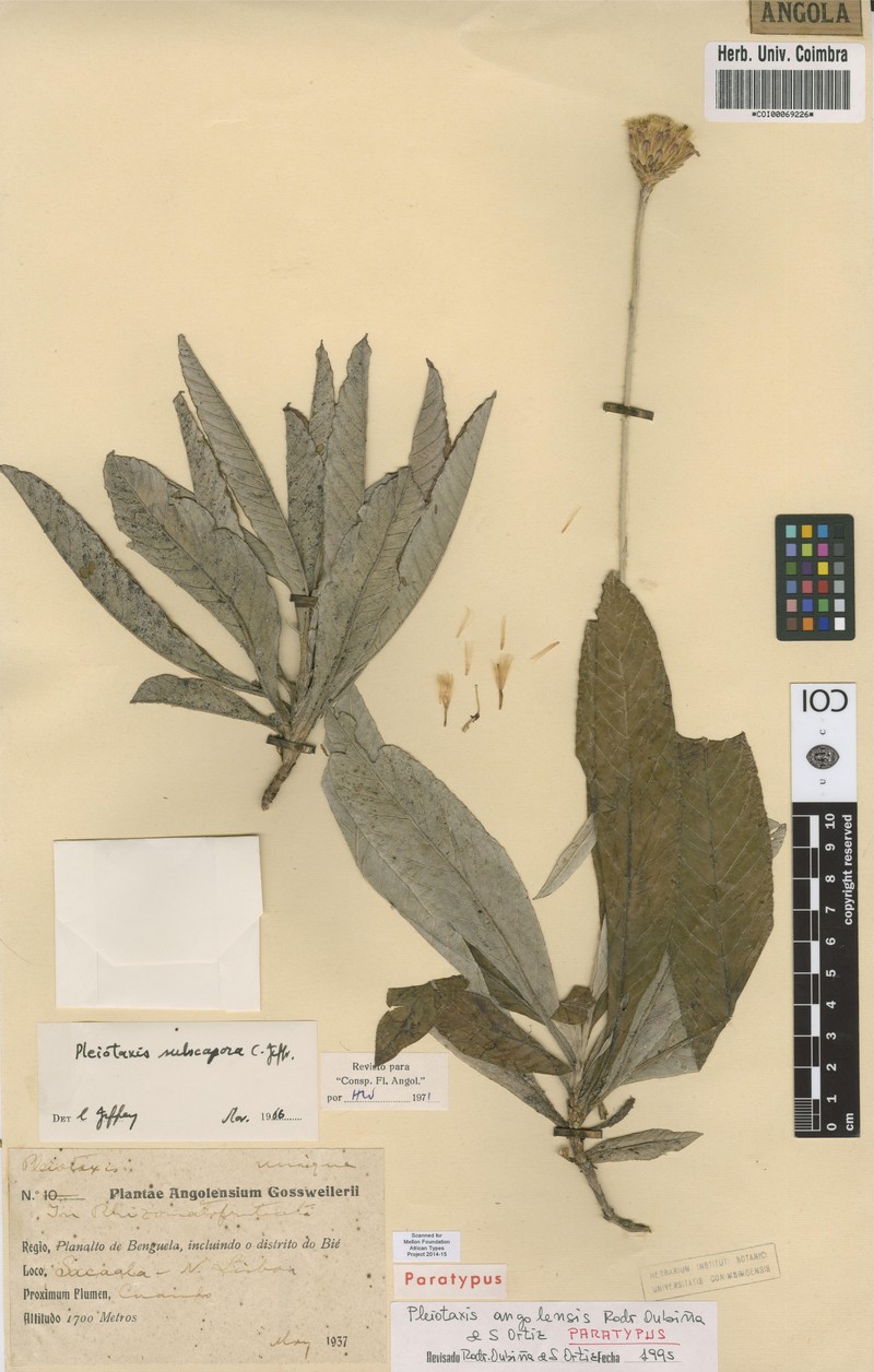 Pleiotaxis angolensis