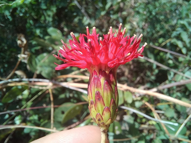 Pleiotaxis angusterugosa photo 2