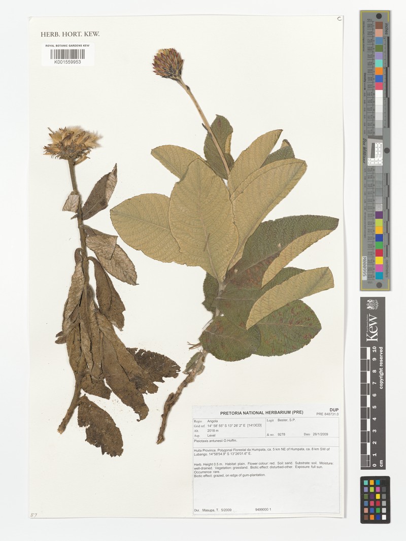 Pleiotaxis antunesii photo 2