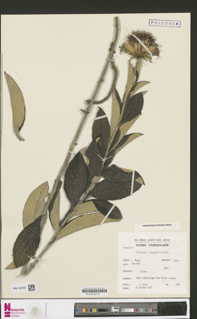 Pleiotaxis antunesii photo 3