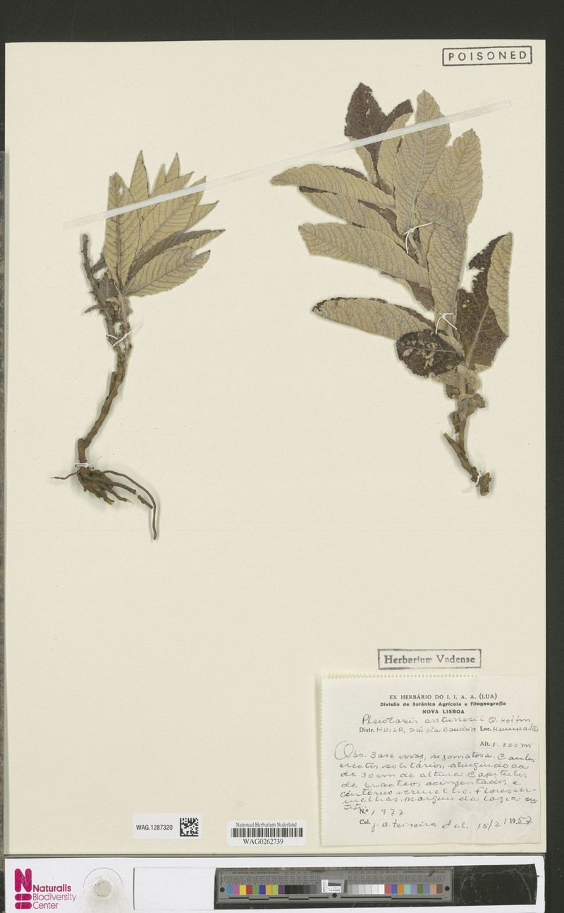 Pleiotaxis antunesii photo 4