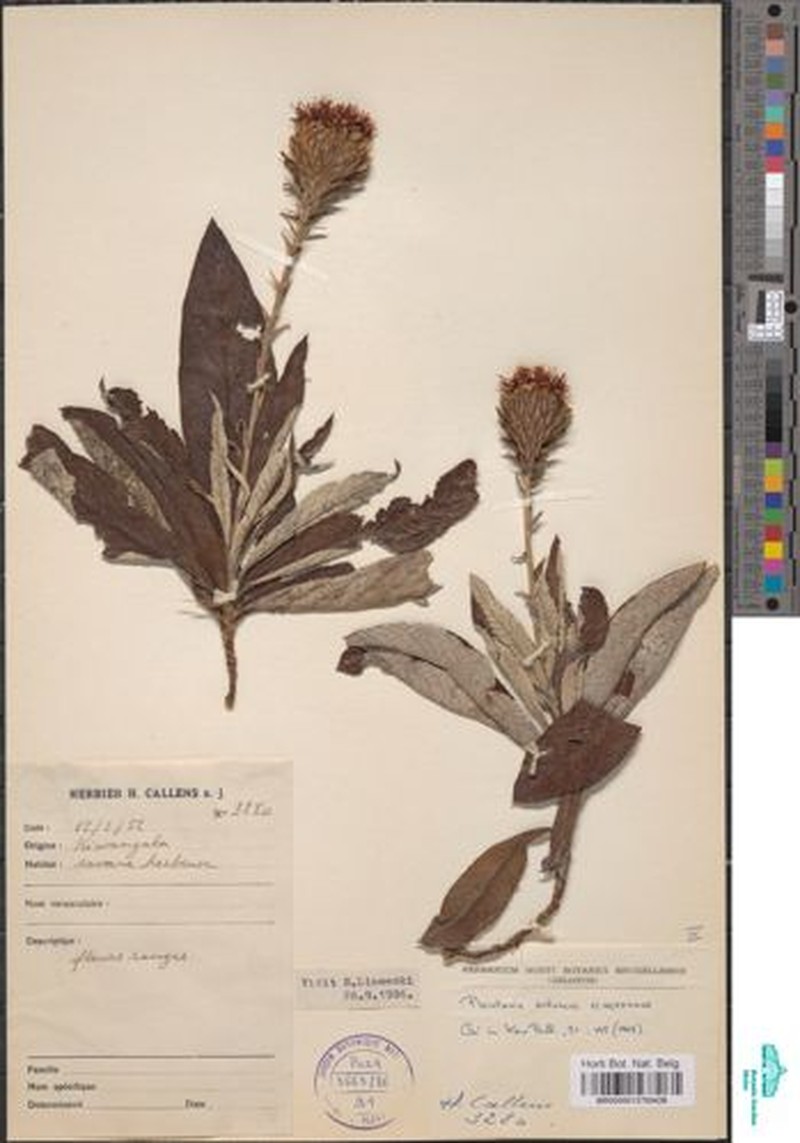 Pleiotaxis antunesii photo 5