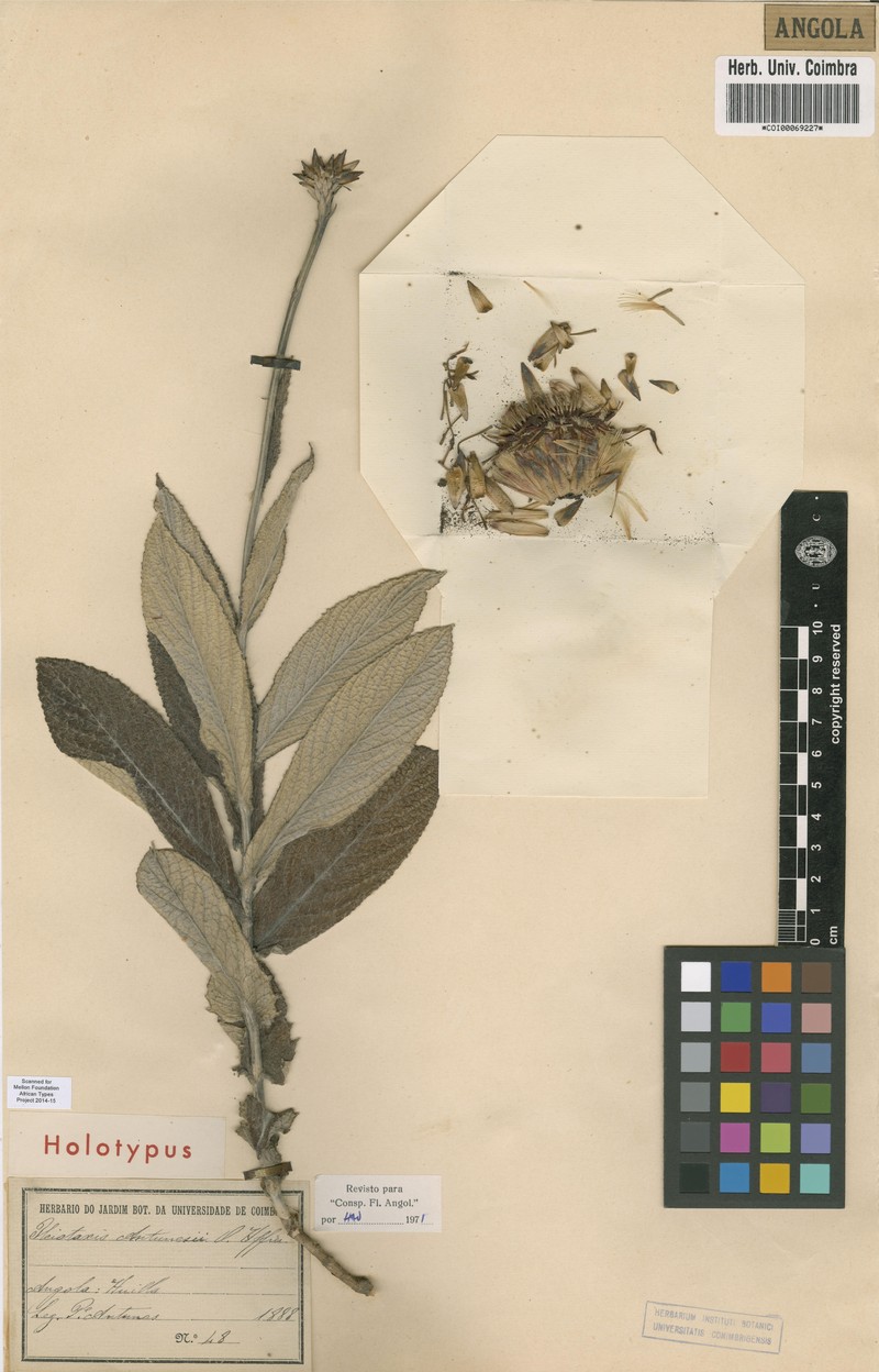 Pleiotaxis antunesii