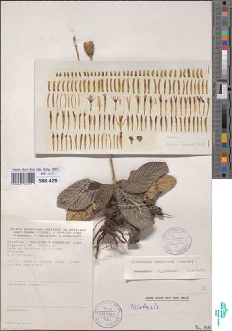 Pleiotaxis bampsiana