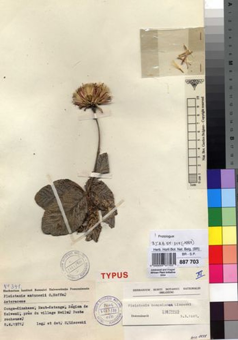 Pleiotaxis bampsiana photo 2