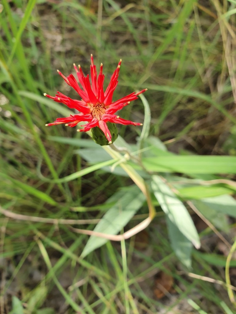 Pleiotaxis chlorolepis