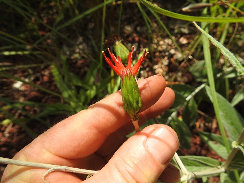 Pleiotaxis chlorolepis photo 2