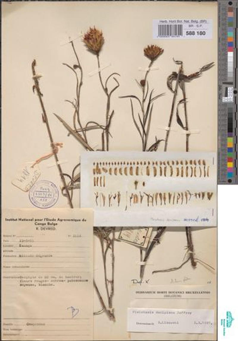 Pleiotaxis decipiens photo 2