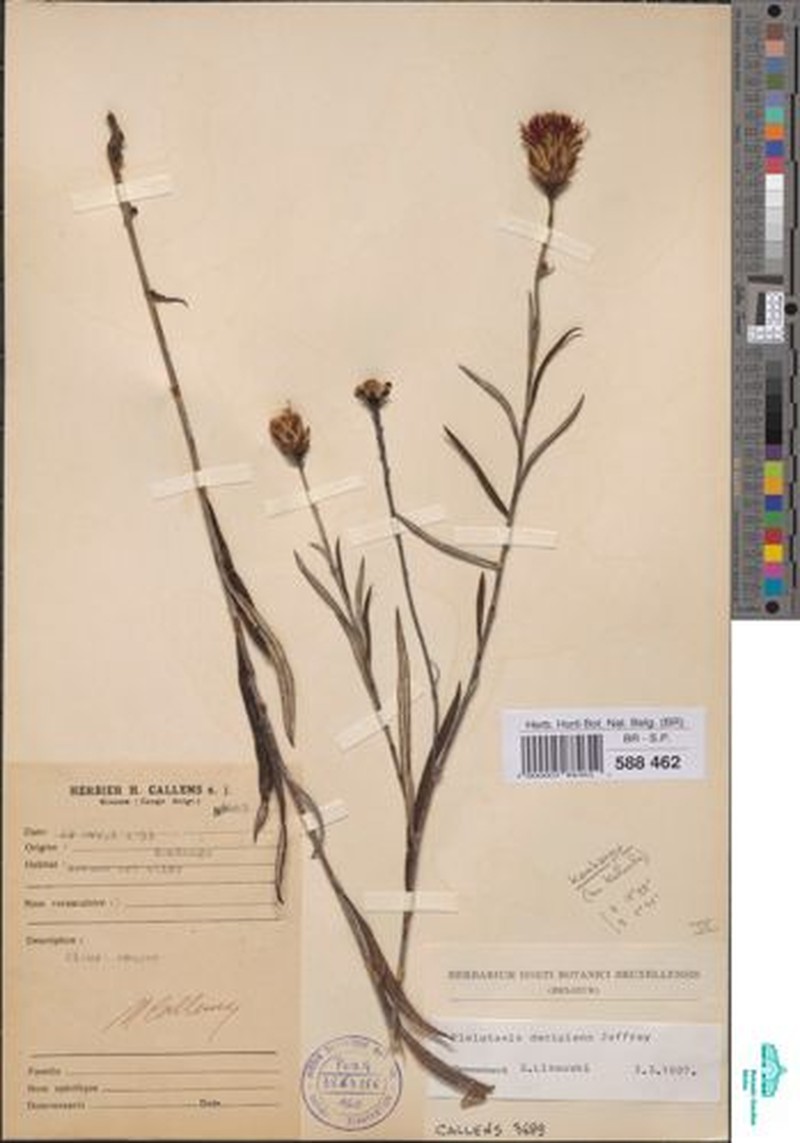 Pleiotaxis decipiens photo 4