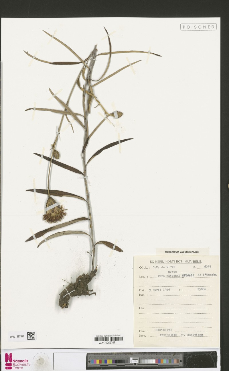 Pleiotaxis decipiens photo 5