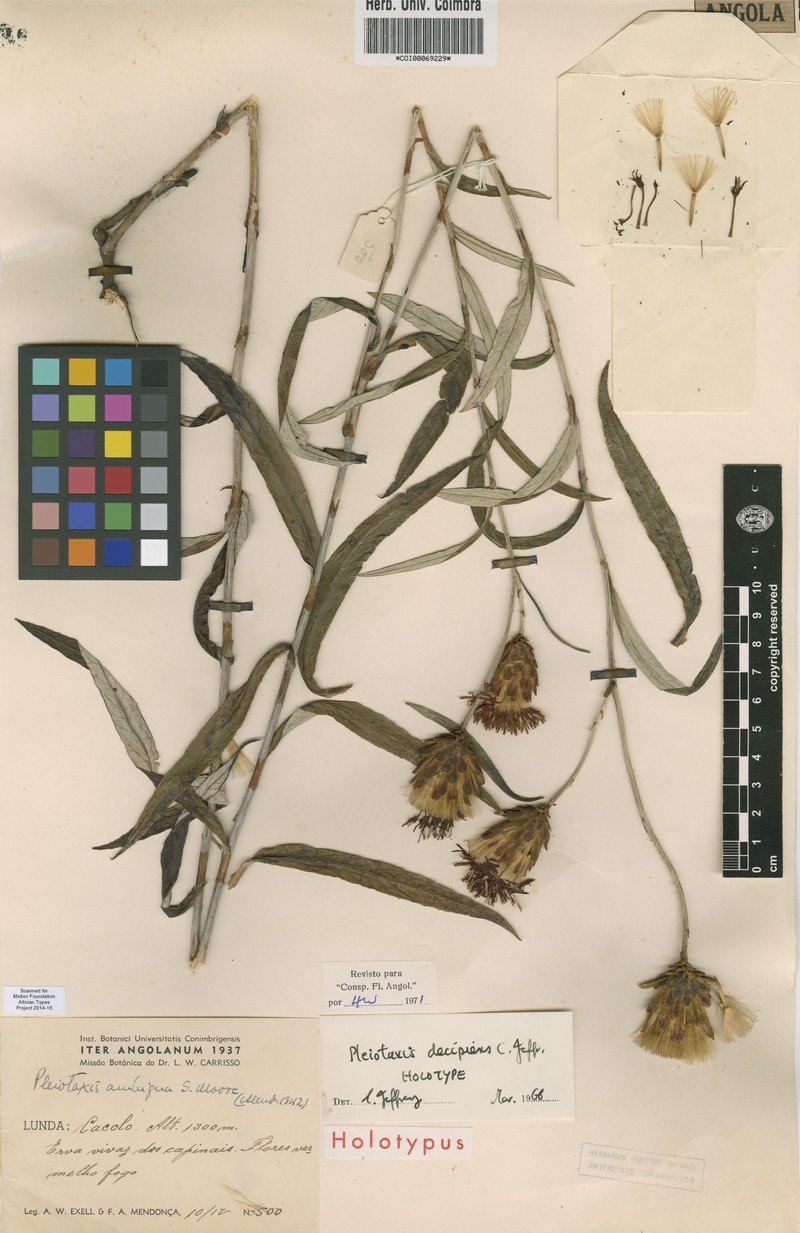 Pleiotaxis decipiens