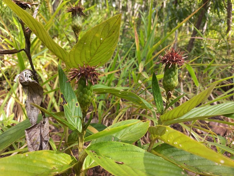 Pleiotaxis dewevrei photo 2