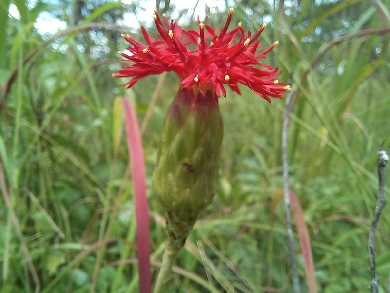 Pleiotaxis dewevrei photo 3