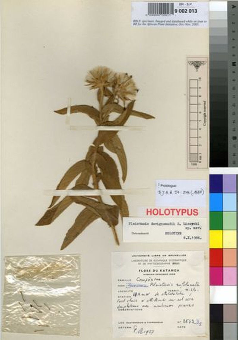 Pleiotaxis duvigneaudii photo 2