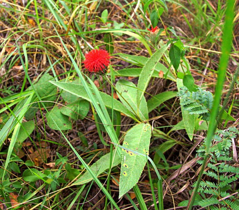 Pleiotaxis eximia