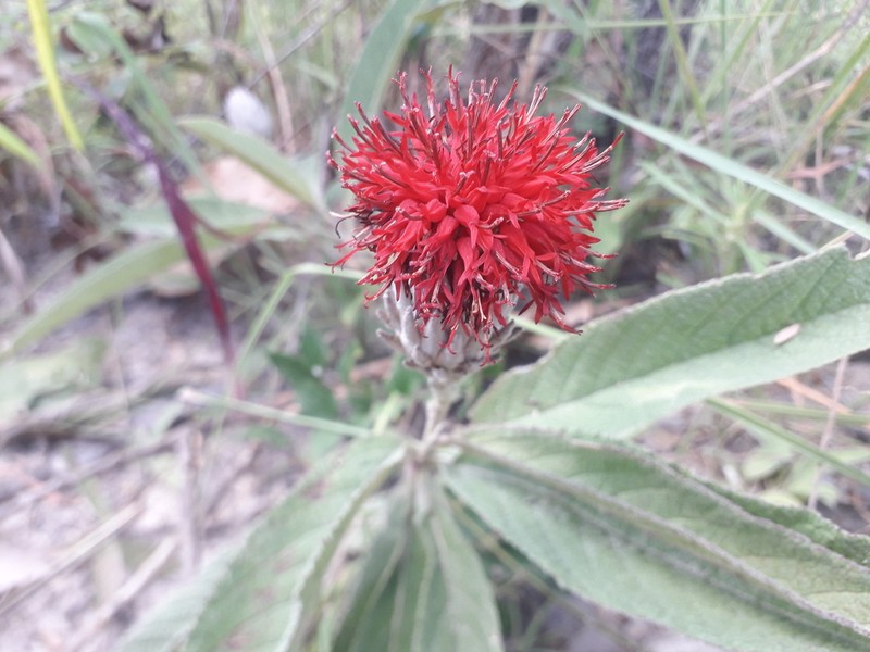 Pleiotaxis eximia photo 2
