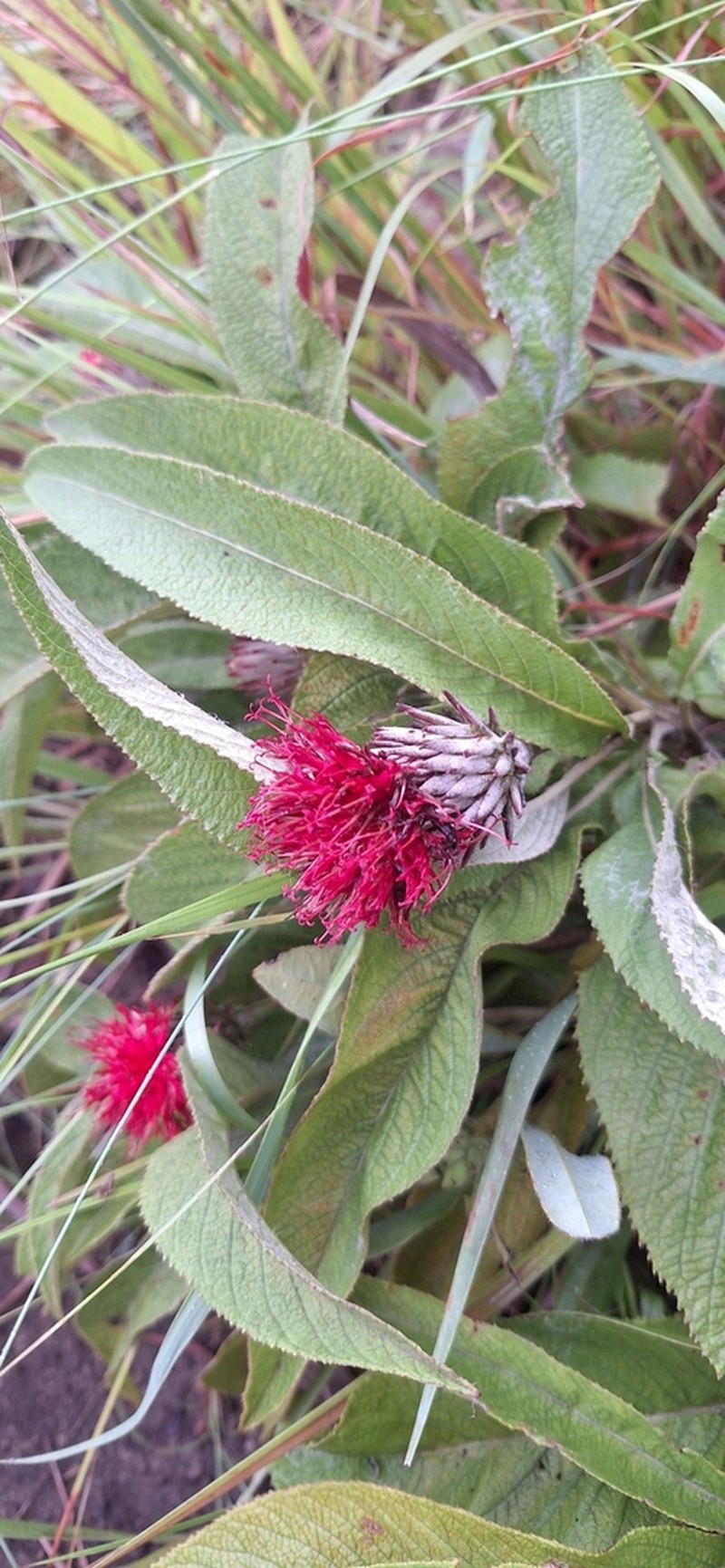 Pleiotaxis eximia photo 3