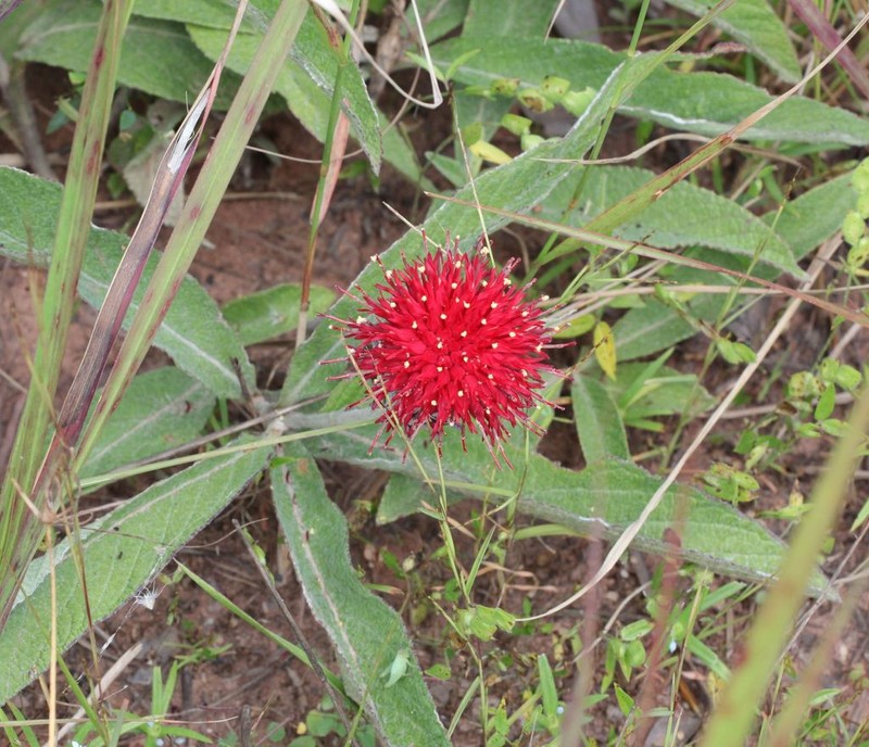 Pleiotaxis eximia photo 4