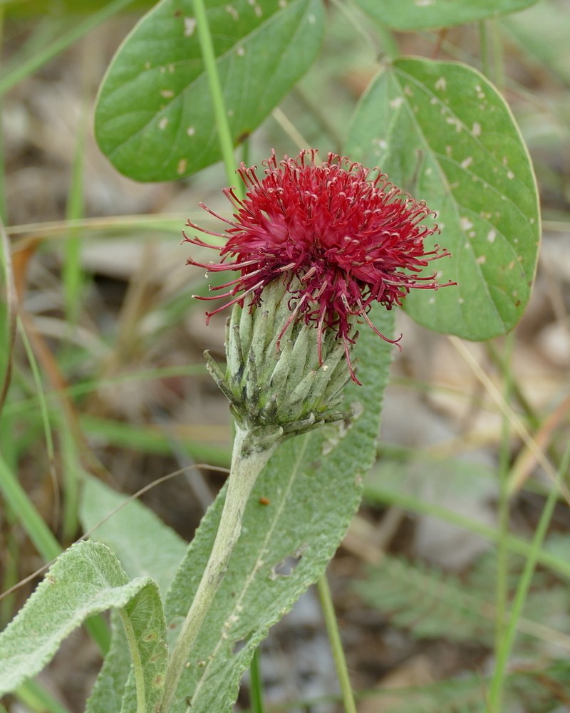 Pleiotaxis eximia photo 5