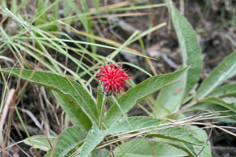 Pleiotaxis eximia photo 7