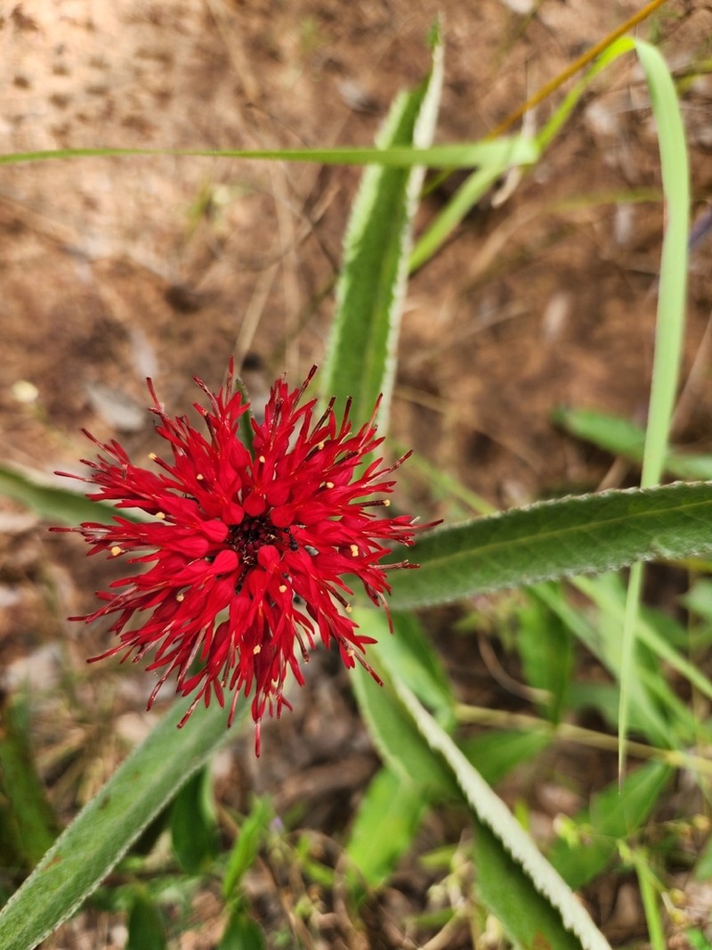 Pleiotaxis eximia photo 8