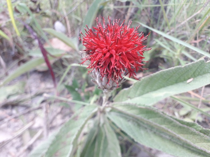 Pleiotaxis eximia subsp. eximia