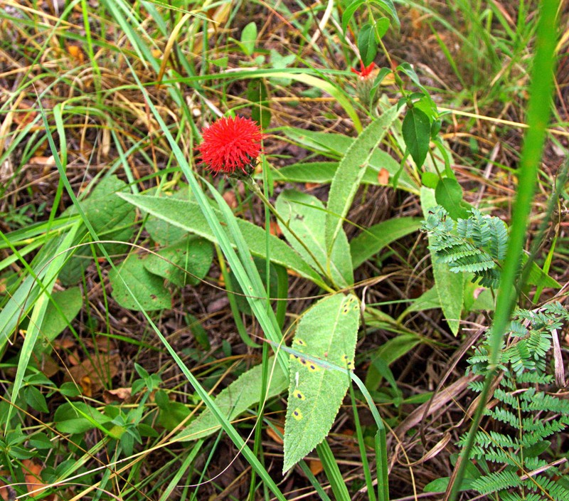 Pleiotaxis eximia subsp. eximia photo 2