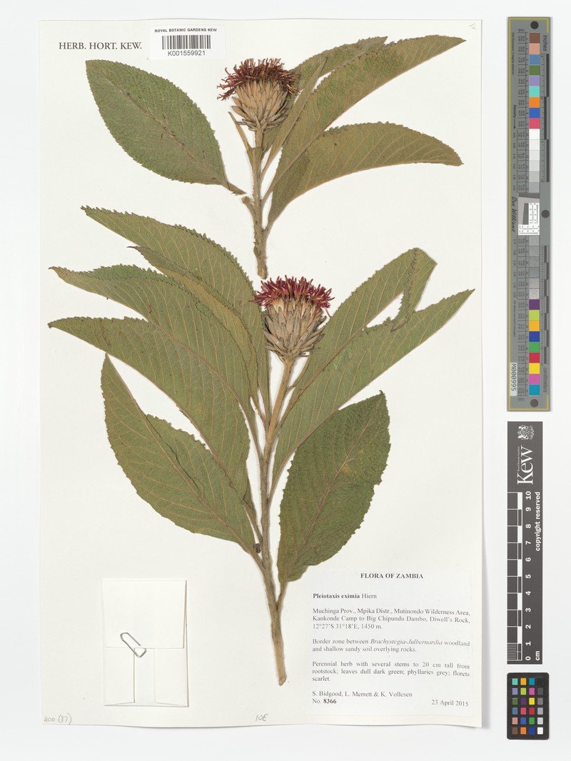 Pleiotaxis eximia subsp. eximia photo 3