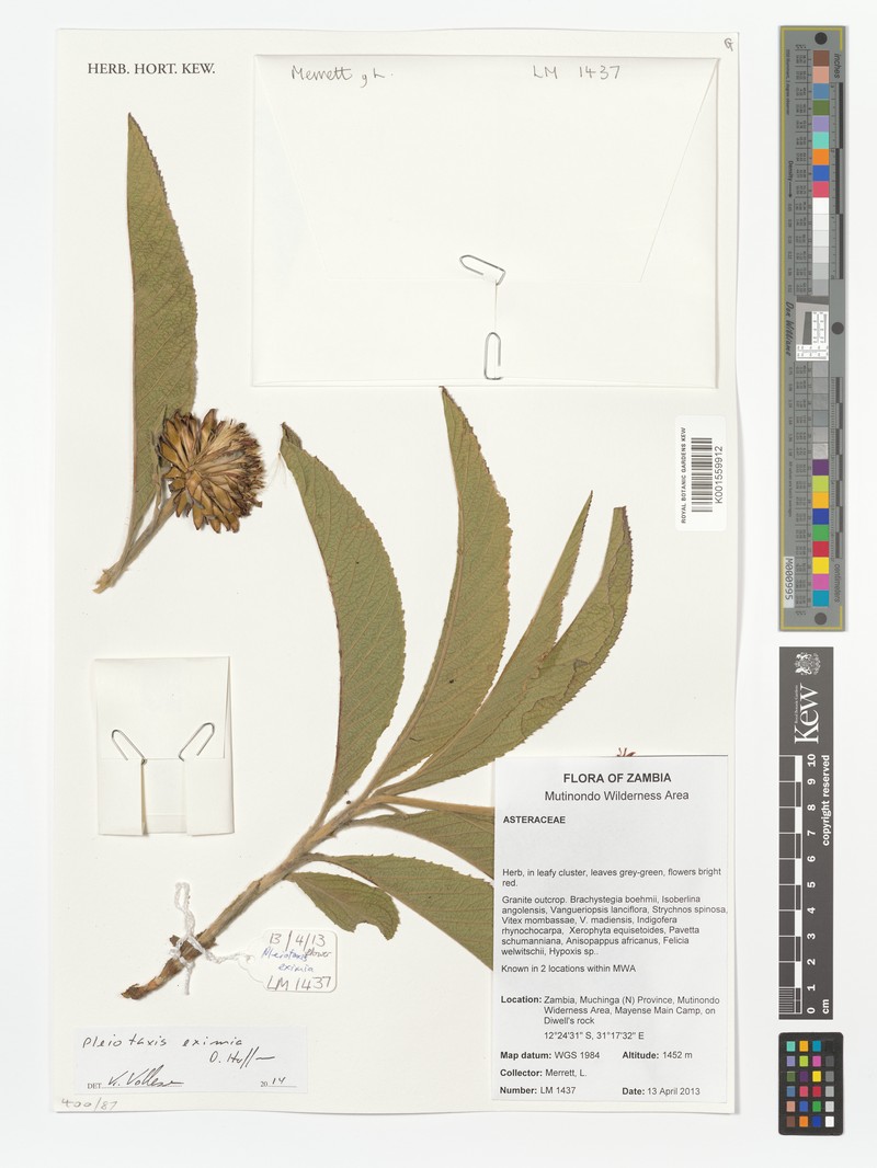 Pleiotaxis eximia subsp. eximia photo 4