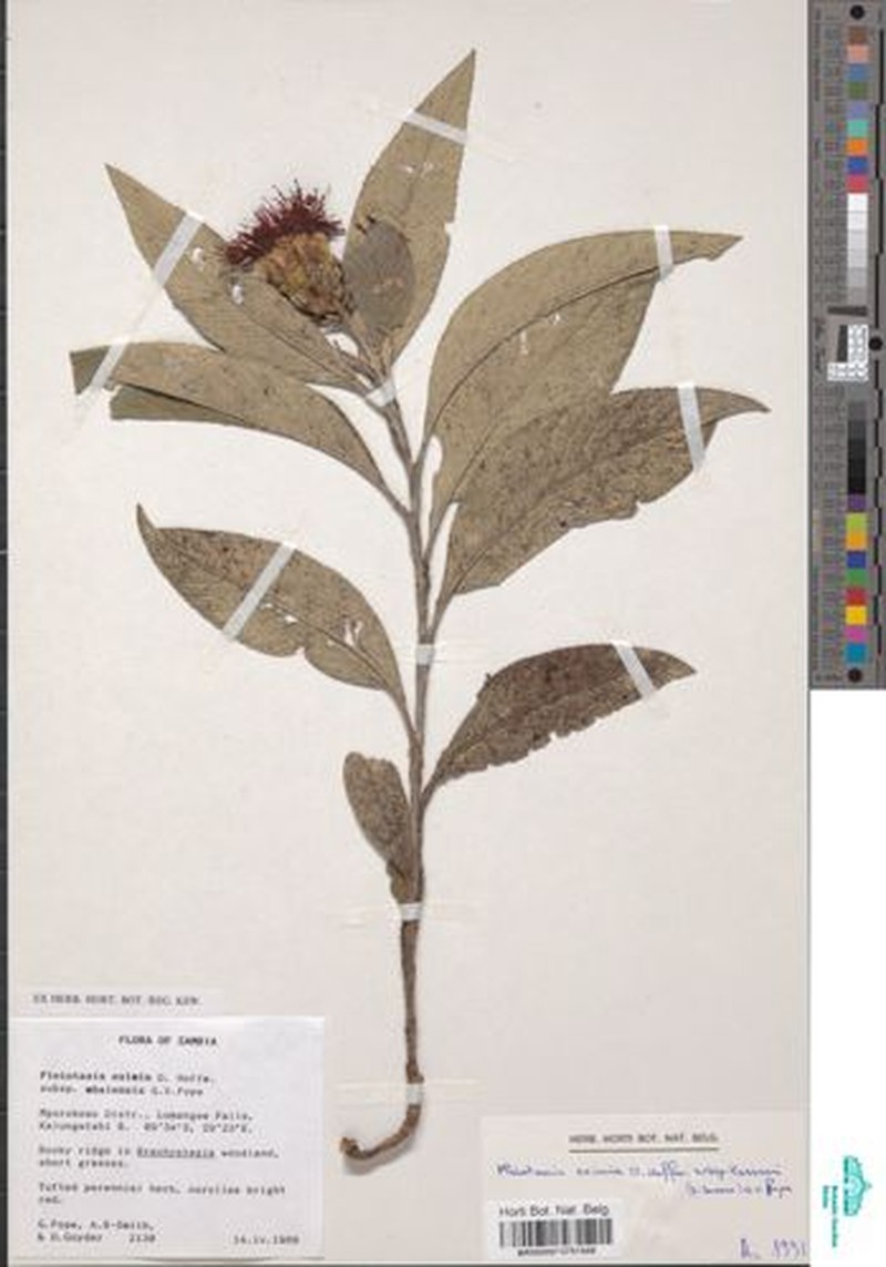 Pleiotaxis eximia subsp. kassneri