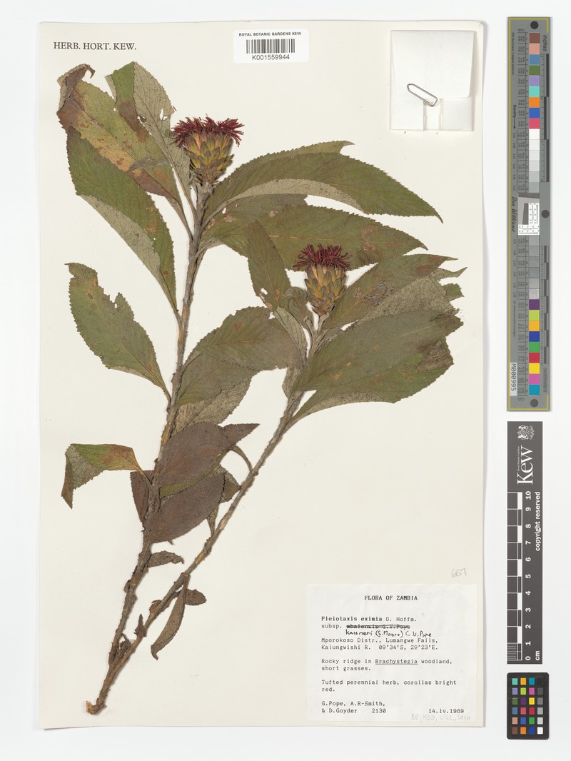 Pleiotaxis eximia subsp. kassneri photo 2