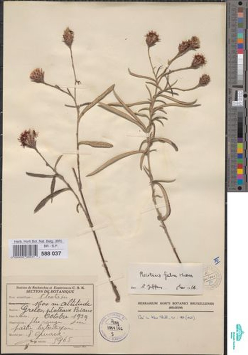 Pleiotaxis fulva photo 4