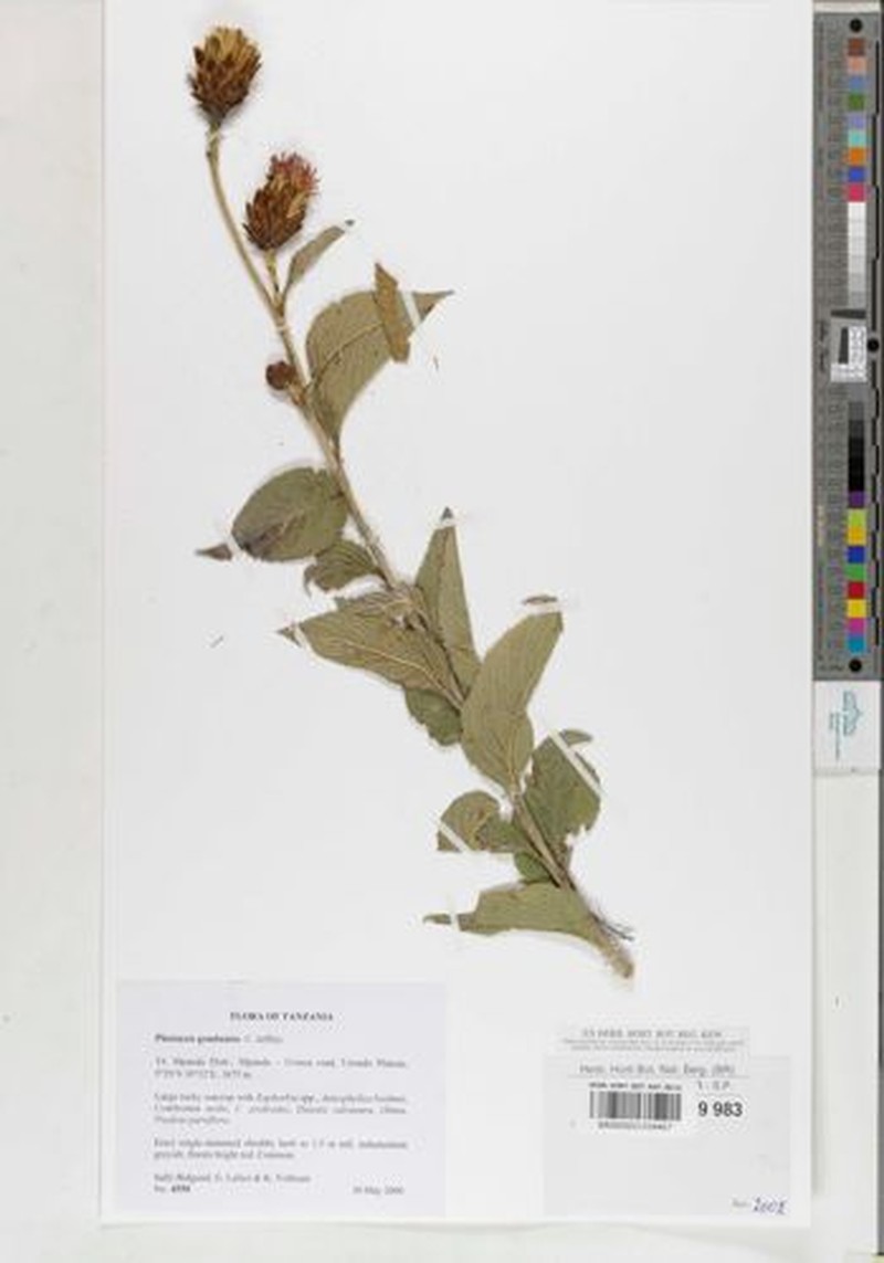 Pleiotaxis gombensis