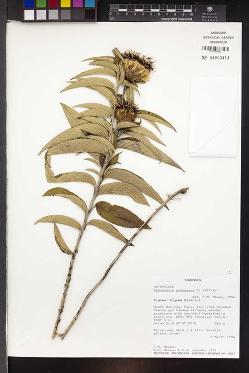 Pleiotaxis gombensis photo 2