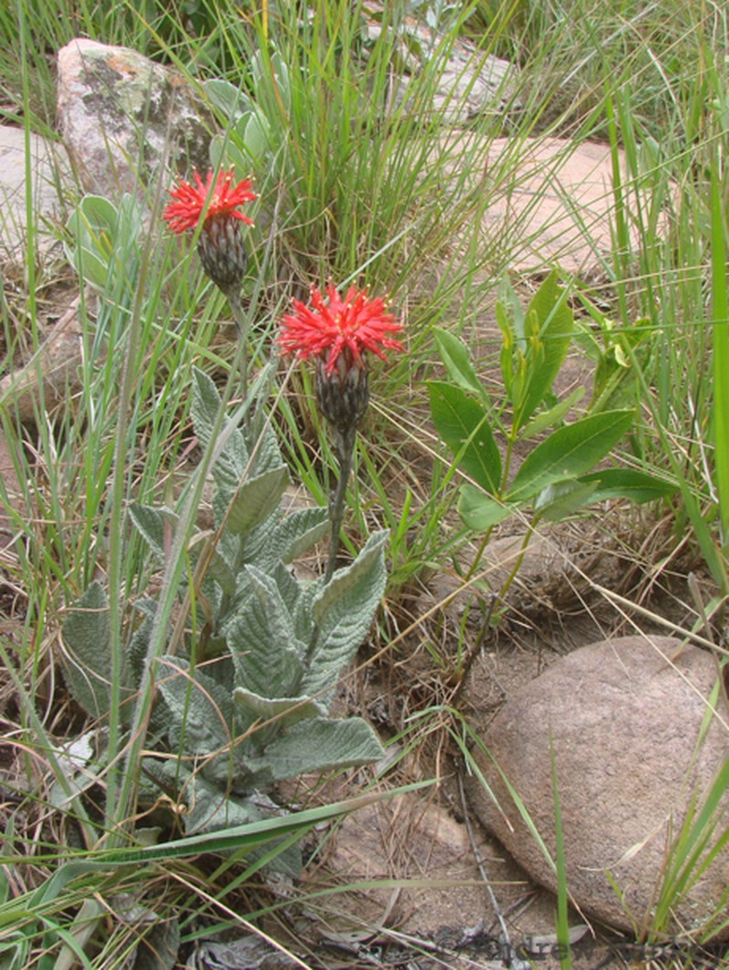 Pleiotaxis huillensis photo 2