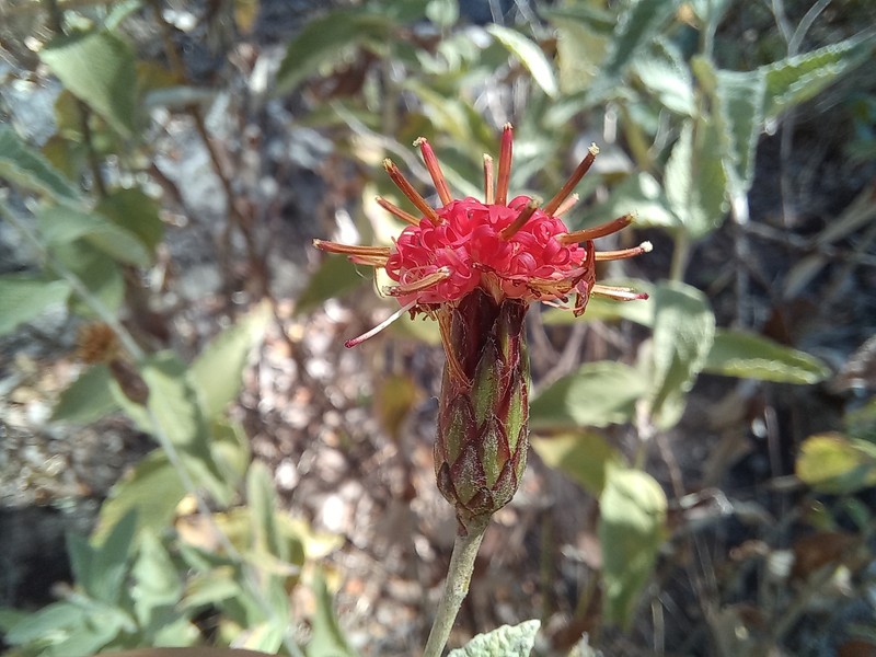Pleiotaxis huillensis photo 4
