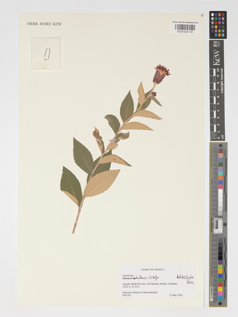 Pleiotaxis huillensis photo 5