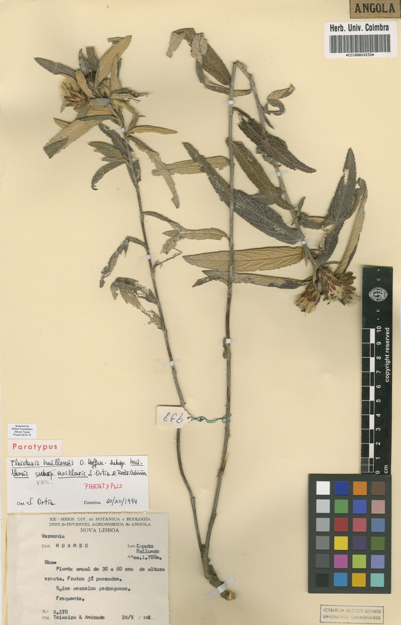 Pleiotaxis huillensis