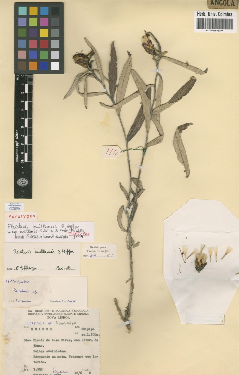 Pleiotaxis huillensis photo 7