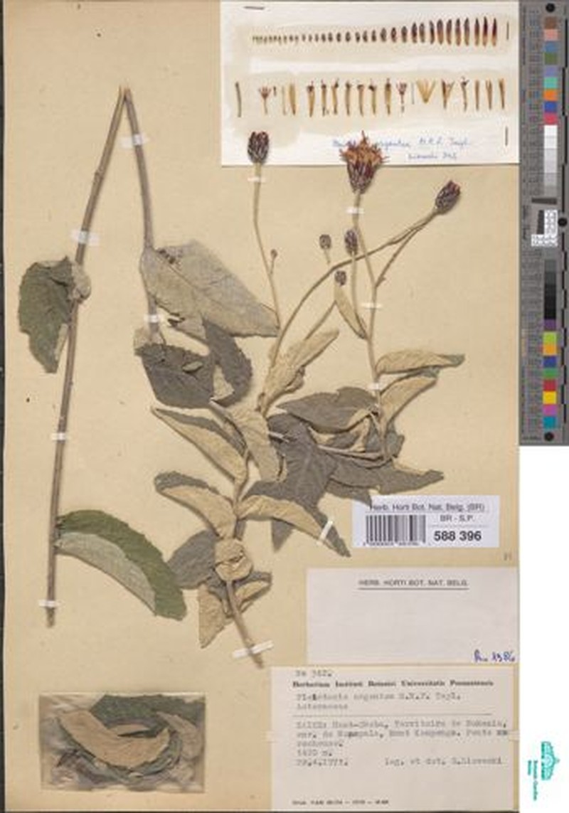 Pleiotaxis huillensis subsp. argentea photo 3
