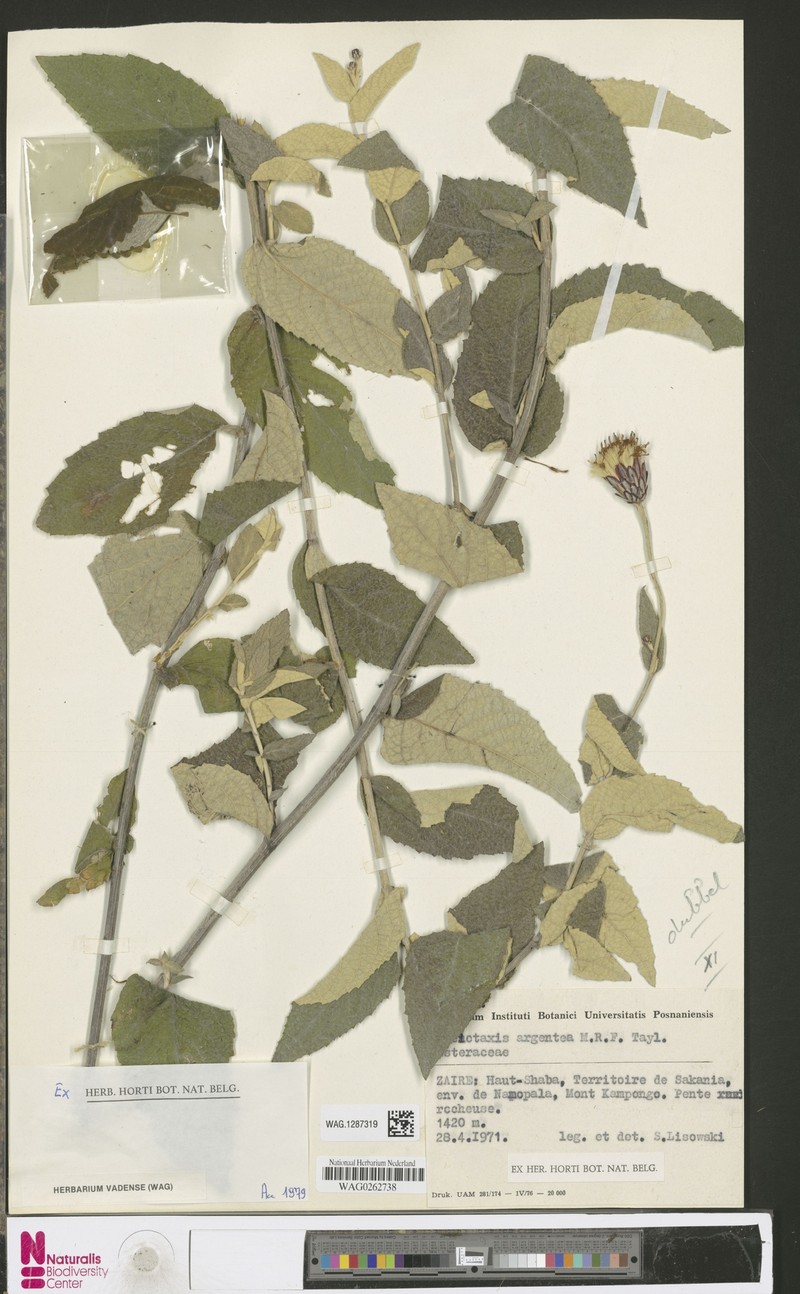 Pleiotaxis huillensis subsp. argentea photo 4