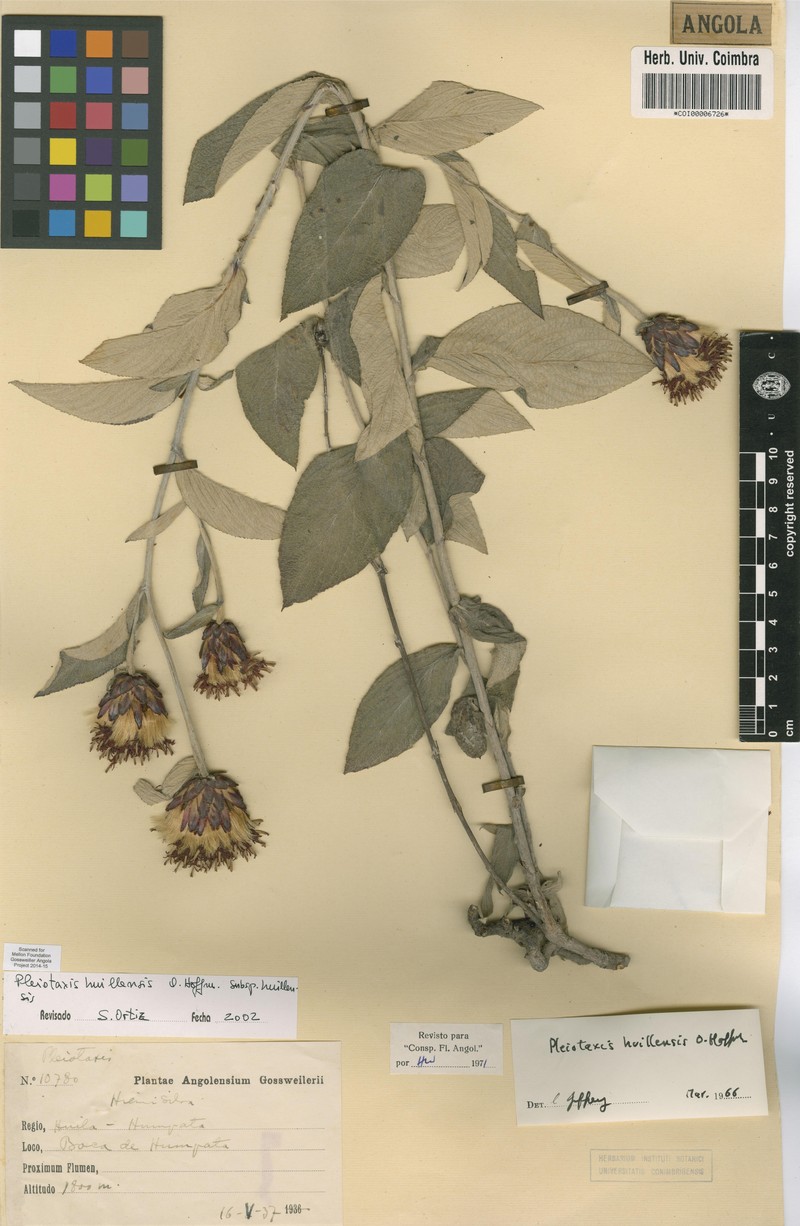 Pleiotaxis huillensis subsp. huillensis